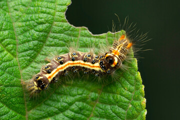 Moth caterpillar, Satara, Maharashtra, India