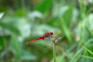 Flame skimmer or firecracker skimmer, Libellula saturata, Satara, Maharashtra, India