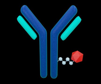 The Antibody With Drug Conjugated Cytotoxic Payload For Drug Carrier Or Delivery In 3d