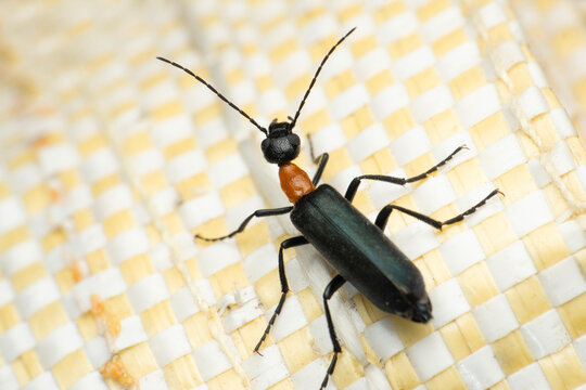 Tomcat beetle, Paederus littoralis,Satara, Maharashtra, India