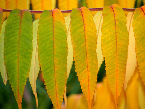 the leaves on the tree branch are yellow with green. gradient in autumn