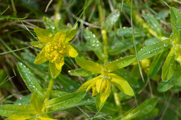 Cushion spurge
