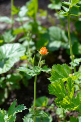 Obraz premium Dwarf orange avens
