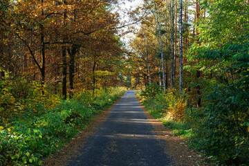 Asfaltowa droga przez liściasty las. Jest jesień. Liście na drzewach mają brązowy kolor.