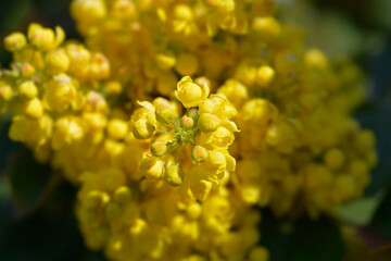 Oregon grape