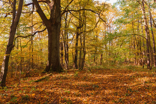 Jesienny słoneczny dzień w liściastym lesie. © boguslavus
