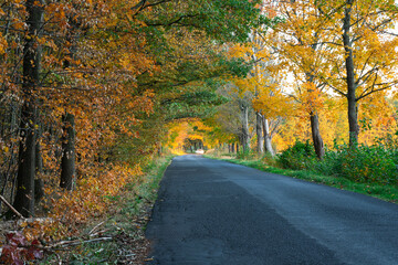 Fototapeta na wymiar Asfaltowa droga przez liściasty las. Jest jesień, większość liści na drzewach ma żółty kolor.