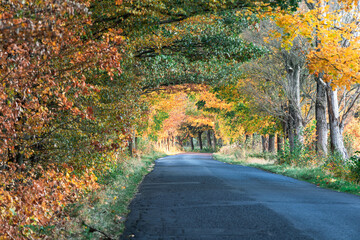 Asfaltowa droga przez liściasty las. Jest jesień, większość liści na drzewach ma żółty...