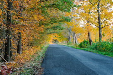 Asfaltowa droga przez liściasty las. Jest jesień, większość liści na drzewach ma żółty...