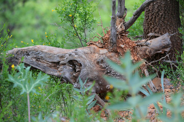 an old tree trunk in the forest