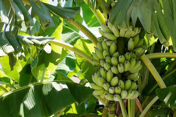 A bunch of raw green bananas on a natural banana tree