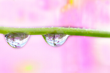 Fototapeta premium コスモスと雨のしずくマクロ撮影