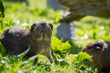Meerschweinchen draußen