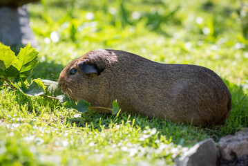 Meerschweinchen draußen