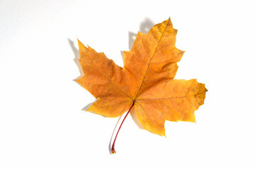 Autumn yellow orange wedge leaf close up isolated on white background.