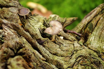 Mushrooms growing from a tree on a trunk. Autumn season. Mushrooms on a tree stump. European forest nature at fall, environmental concept.