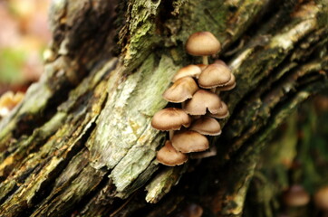 Mushrooms growing from a tree on a trunk. Autumn season. Mushrooms on a tree stump. European forest nature at fall, environmental concept.