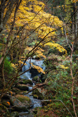 紅葉と滝の流れ