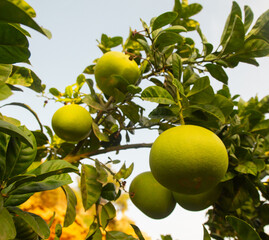 Green Sicilian pomelo pomegranate fruits on a branch on warm sunny day. Bright colorful photo made in Sicily Italy.
