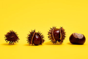 Horse chestnuts on yellow background