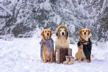 three Golden Retriever dogs in a snowy forest in a hat and a Russian scarf with a button accordion...