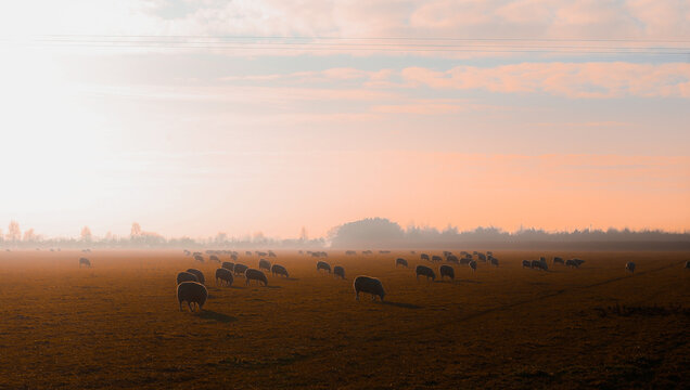 Beautiful Sunset In The Lincolnshire Countryside With Sheep.