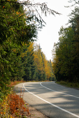 Fototapeta premium road in autumn forest