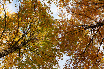 autumn in the forest