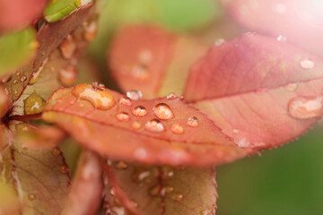 Water drops on autumn leaves in the garden, Natural red leaves background.