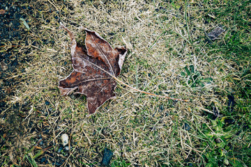 Last maple leaves on crisp winter morning, autumn color