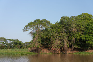 From Pantanal, Brazil. World's largest tropical wetland area
