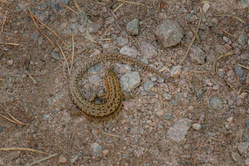 A brownish-gray lizard curled up on the dirt road. A camouflaged animal on a summer day.