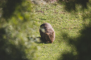 Common Wombat, Kangaroo Valley, NSW, Australia