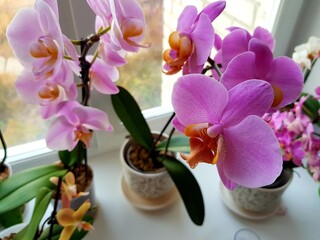 Orchid with rose petals on the window