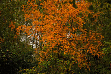 Red autumn tree in forest cloudy weather