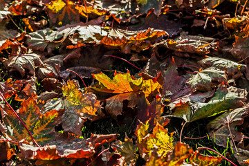 Autumn maple leaves in sunlight on ground carpet