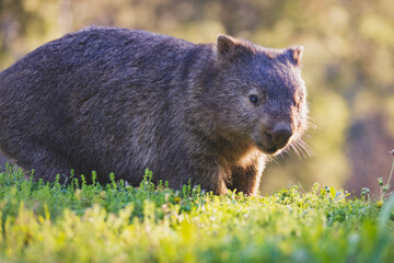 Common Wombat, Kangaroo Valley, NSW, Australia