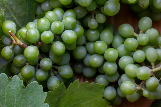 Unripe green grapes, grapevine with leaves (Turkish name; koruk)