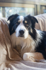 border collie dog