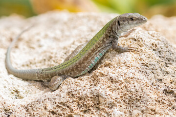 Male Maltese Wall Lizard, Podarcis filfolensis, basking in the sun on a rock in Malta