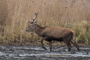 Beautiful male red deer with nice antlers in his natural habitat, Cervus elaphus, large animal in the wild, nature reserve, beautiful bull and its antlers, deer walking in the mud