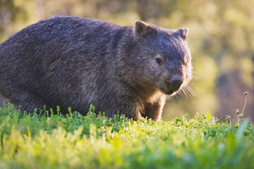 Common Wombat, Kangaroo Valley, NSW, Australia