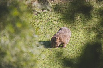 Common Wombat, Kangaroo Valley, NSW, Australia