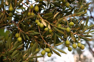 Zelfklevend Fotobehang Closeup of green olives on the branches of the tree © Leo Malsam/Wirestock