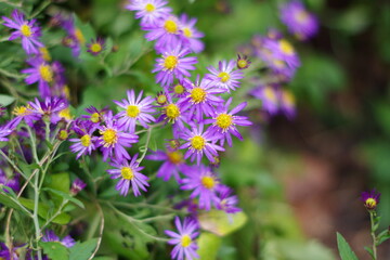 flowers in the garden