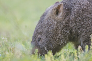 Common Wombat, Kangaroo Valley, NSW, Australia