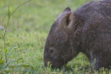 Common Wombat, Kangaroo Valley, NSW, Australia