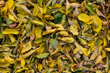 Beautiful background group autumn orange leaf. Nature