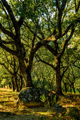 green oaks forest in Sierra of Gredos