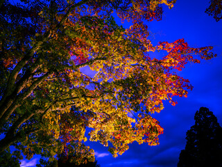 紅葉ライトアップ